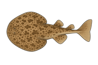 Torpille marbrée - Torpedo marmorata