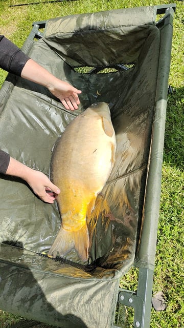 Image 9 — Débutant pêche a la carpe au coup