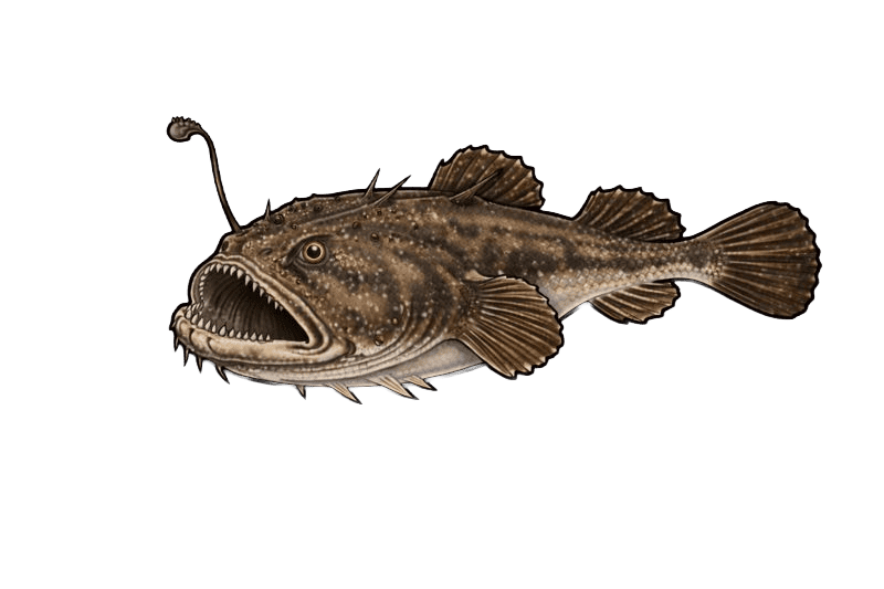 Baudroie commune (Lophius piscatorius) - poisson d'eau douce pouvant atteindre 180 cm