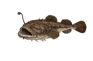 Baudroie commune - Lophius piscatorius