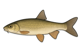 Toxostome - Parachondrostoma toxostoma