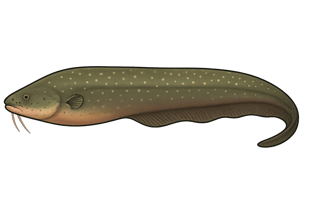 Anguille électrique - Electrophorus electricus