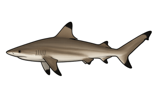 Requin bordé - Carcharhinus limbatus