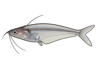 Silure de verre - Kryptopterus vitreolus