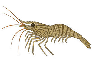 Crevette Bouquet - Palaemon serratus