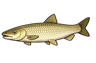 Amour blanc - Ctenopharyngodon idella