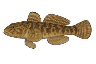 Gobie paganel - Gobius paganellus