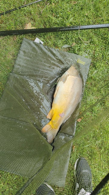 Image 10 — Débutant pêche a la carpe au coup