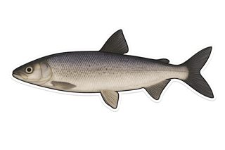 Féra - Coregonus fera