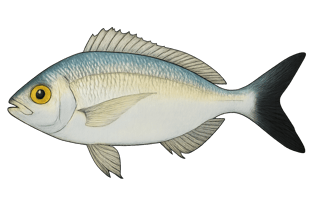 Oblade - Oblada melanura