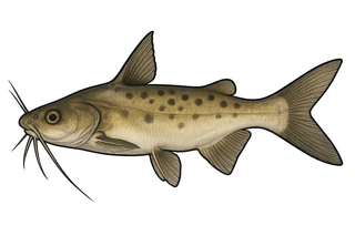 Passany - Ariopsis passany