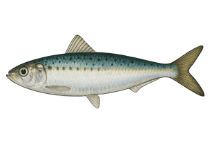 Sardine commune - Sardina pilchardus