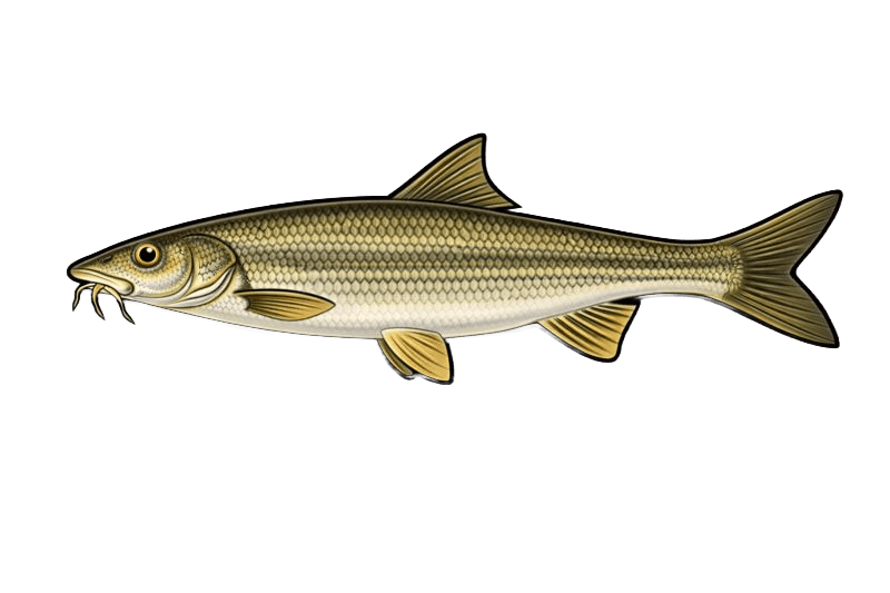 Barbeau fluviatile - Barbus barbus