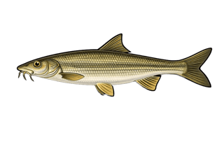 Barbeau fluviatile - Barbus barbus