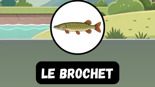 L'Histoire Fascinante des Leurres Rapala : De l'Artisanat à la Légende