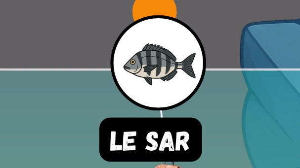 Pêche au sar : guide complet pour capturer ce sparidé méditerranéen