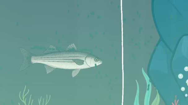 Le Bar : Découverte et Techniques de Pêche du Roi des Côtes