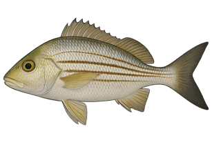 Goret - Haemulon plumierii