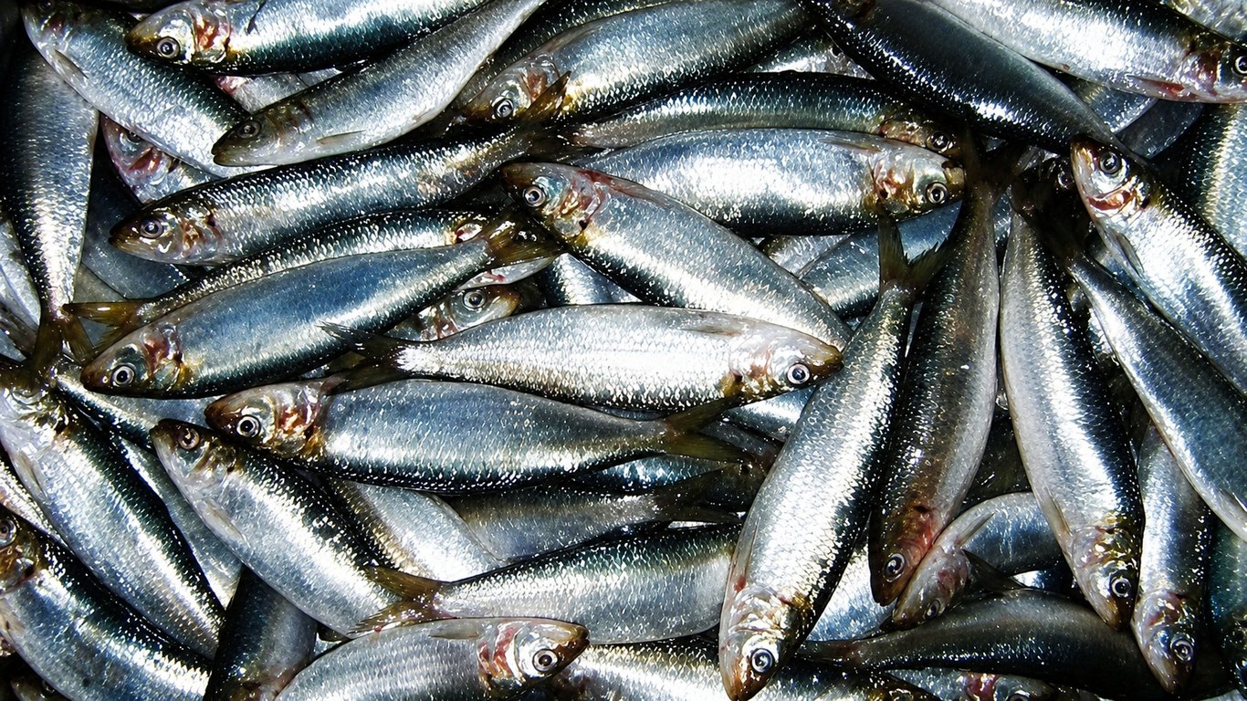 La sardine
