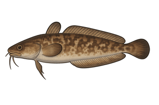 Motelle commune - Gaidropsarus mediterraneus