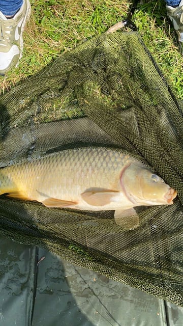 Image 14 — Débutant pêche a la carpe au coup