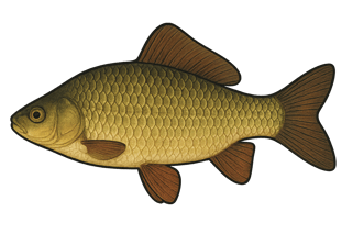 Carassin commun - Carassius carassius