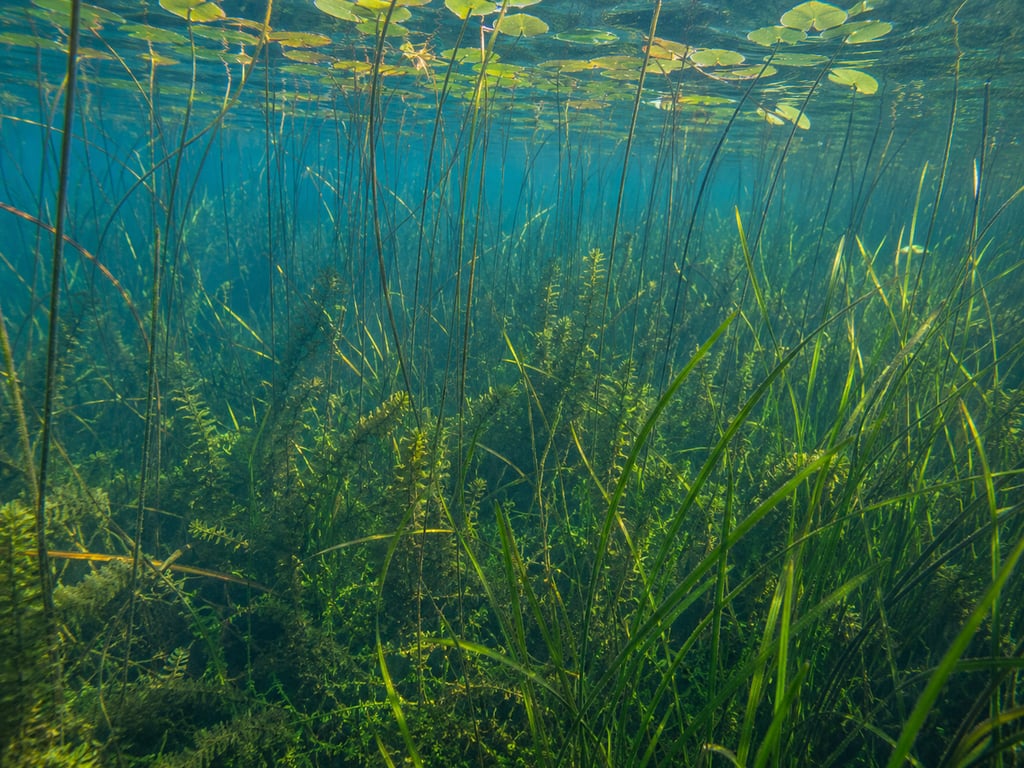 Habitat typique du brochet avec herbiers et végétation aquatique