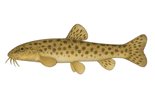 Loche franche - Barbatula barbatula