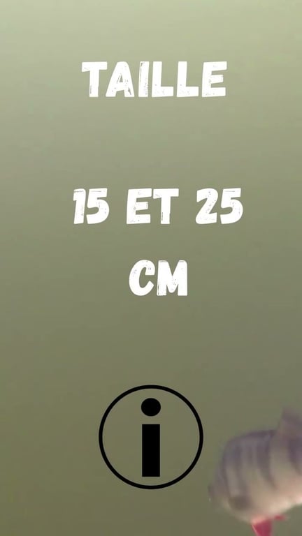 La Perche : Guide Complet pour Débuter la Pêche aux Carnassiers