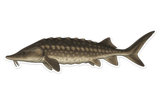 Esturgeon européen - Acipenser sturio