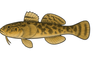 Gobie demi-lune - Proterorhinus semilunaris