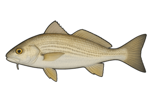 Ombrine côtière - Umbrina cirrosa