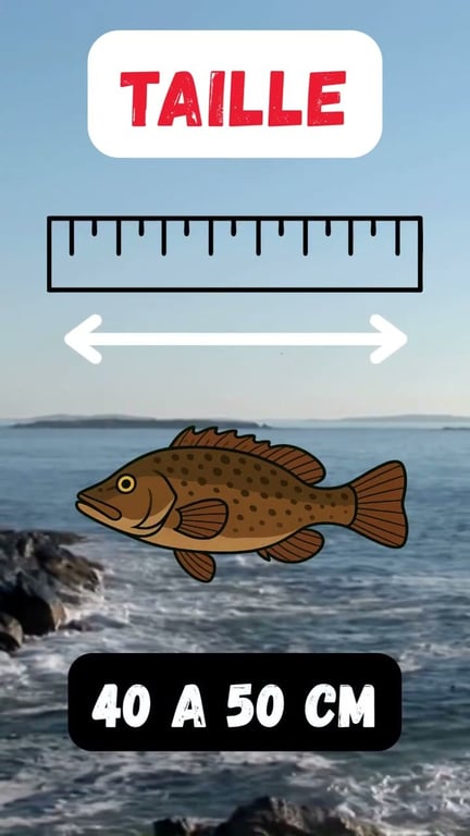 La Vieille : Tout Savoir sur ce Poisson de Roche Emblématique