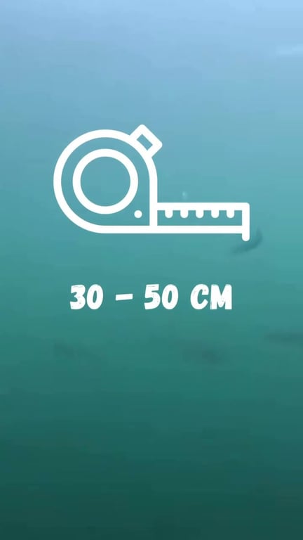 Tout savoir sur le maquereau : identification, habitat et pêche