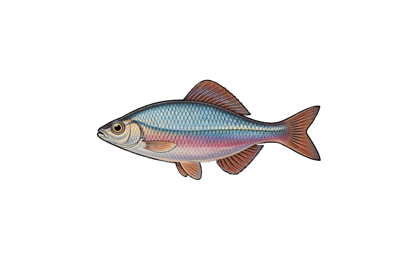 Bouvière (Rhodeus amarus) - poisson d'eau douce pouvant atteindre 9 cm