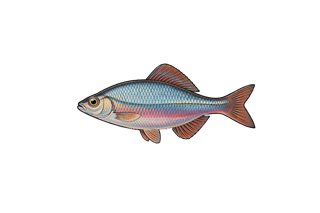 Bouvière - Rhodeus amarus