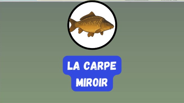 Carpe miroir : caractéristiques et techniques de pêche complètes