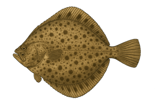 Turbot - Scophthalmus maximus