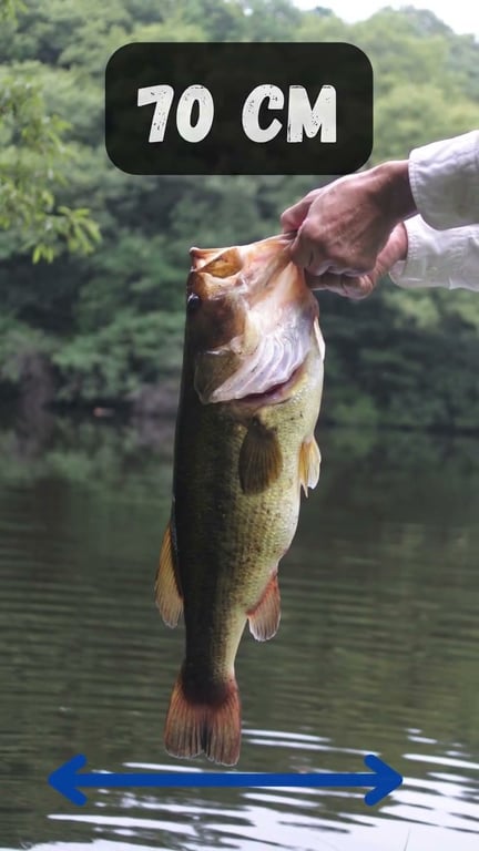 Black Bass : Tout Savoir sur ce Carnassier Emblématique