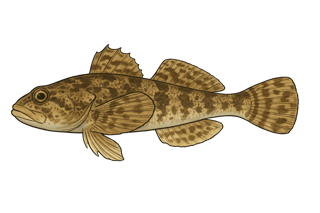 Chabot du Lez - Cottus petiti