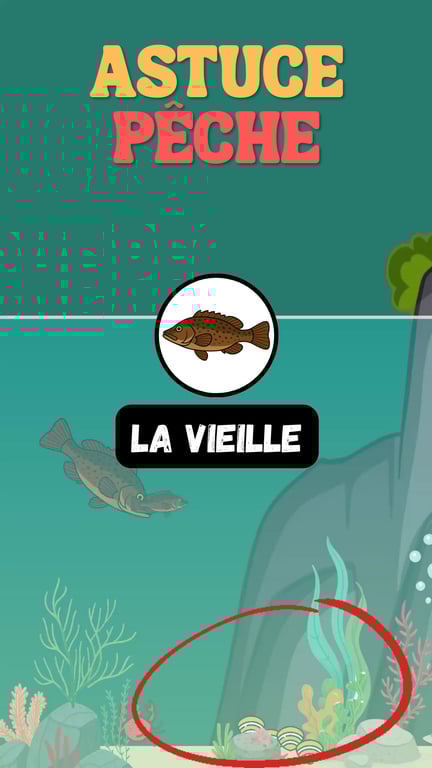 La Vieille : Tout Savoir sur ce Poisson de Roche Emblématique