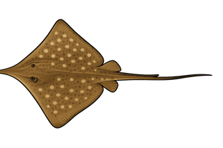 Raie long nez - Hypanus guttatus