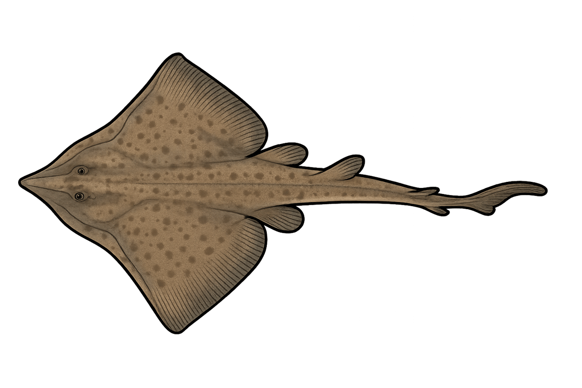 Pocheteau gris (Dipturus batis) - pez de agua dulce puede alcanzar 285 cm