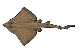 Pocheteau gris - Dipturus batis