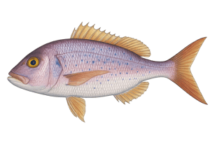 Denté commun - Dentex dentex