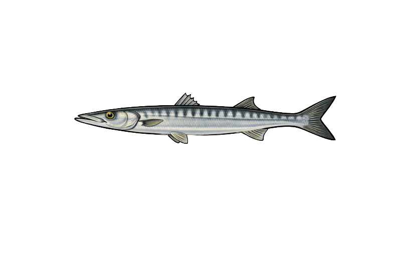 Bécune européenne (Sphyraena viridensis) - poisson d'eau douce pouvant atteindre 65 cm