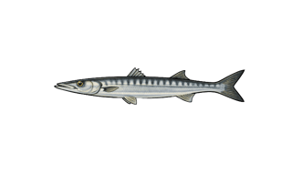 Bécune européenne - Sphyraena viridensis