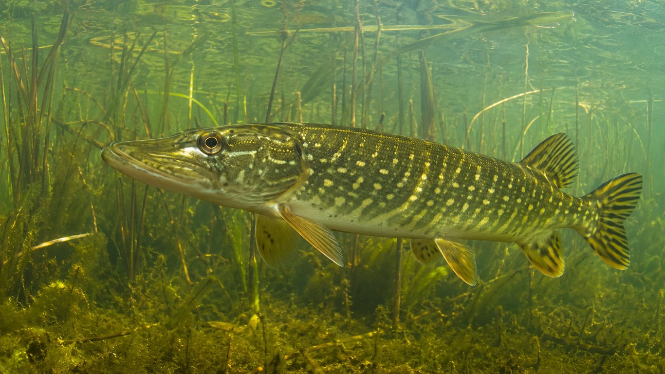 Brochet
