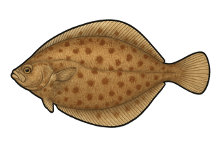 Limande-sole - Microstomus kitt