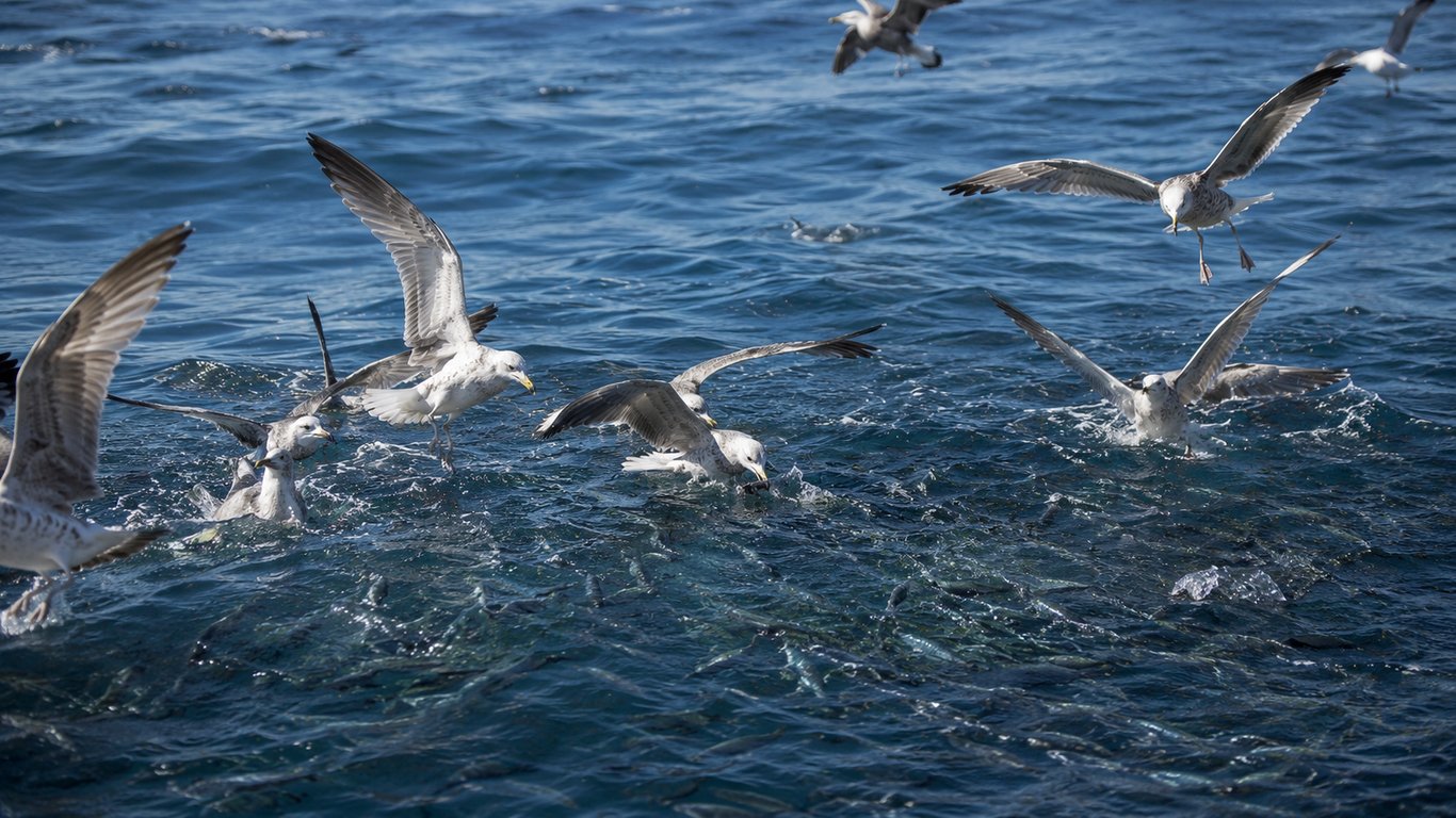 Chasse en mer